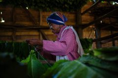 Tabaco-Enro-10-580x387