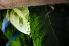 Tabaco-Enro-11-580x387