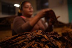 Tabaco-Enro-14-580x387