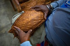 Tabaco-Enro-15-580x387