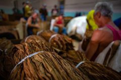 Tabaco-Enro-17-580x387