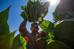 Tabaco-Enro-2-580x387