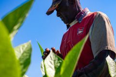 Tabaco-Enro-4-580x870