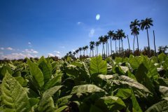 Tabaco-Enro-5-580x387