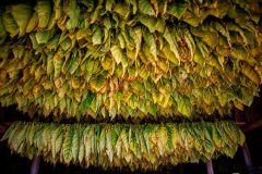 Tabaco-Enro-7-580x387