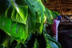 Tabaco-Enro-9-580x387